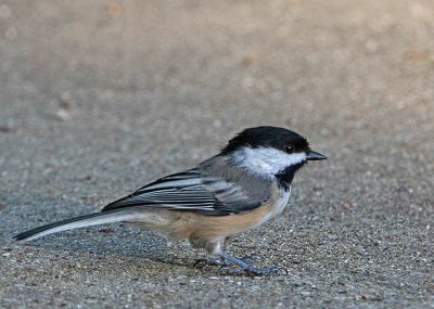 Black-capped Chikadee