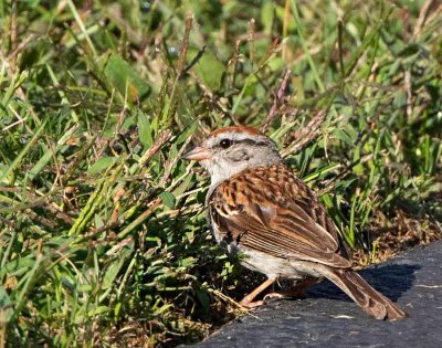Chipping Sparrow, male