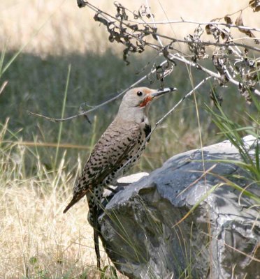 Red-shafted Flicker, male