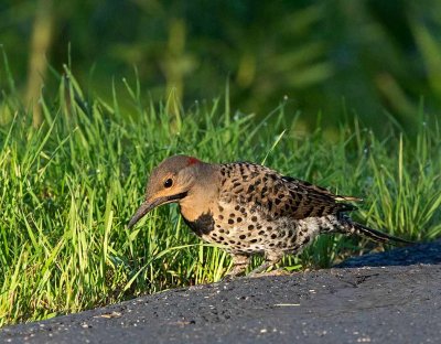 Yellow-shafted Flicker, male