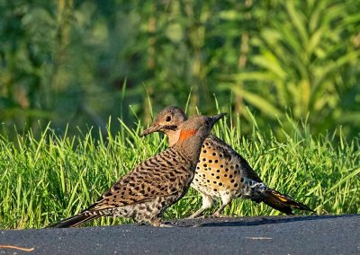 Yellow-shafted Flicker, males