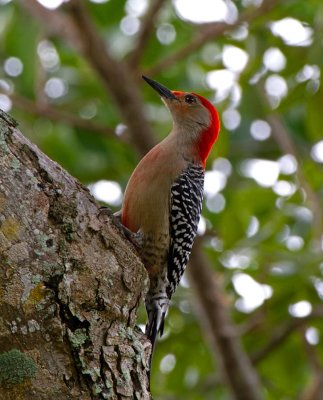 Red-bellied Woodpecker, male