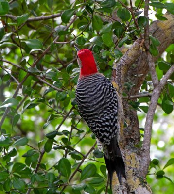 Red-bellied Woodpecker, male