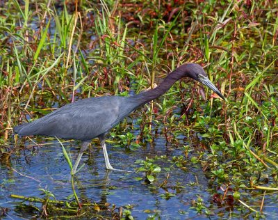 Little Blue Heron