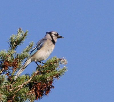 Blue Jay