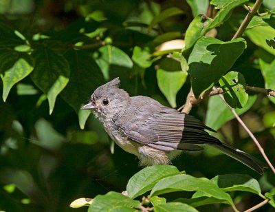 Tufted Titmouse, moulting