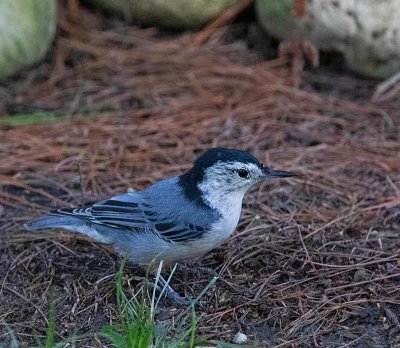 White-breasted Nuthatch