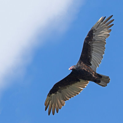 Turkey Vulture