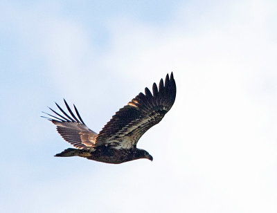 Bald Eagle, juvenile