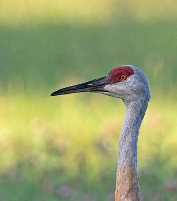 Sandhill Crane