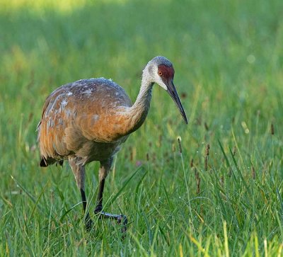 Sandhill Crane