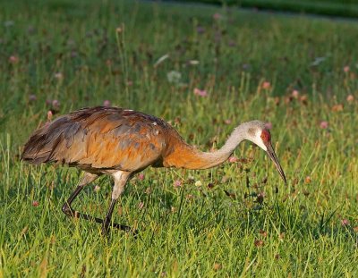 Sandhill Crane