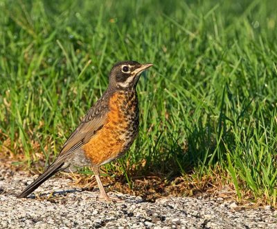 American robin, juvenile