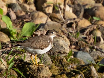 Spotted Sandpiper, juvenile