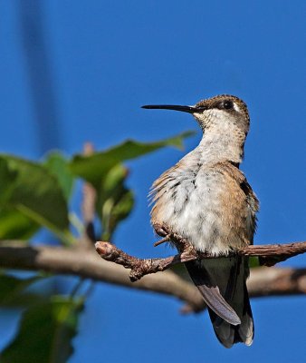 Ruby-throated Hummingbird, female