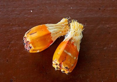 Fragrant Screwpine or Padang, (Pandanus odorifer)