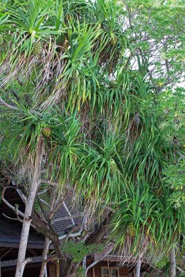 Fragrant Screwpine or Padang, (Pandanus odorifer)