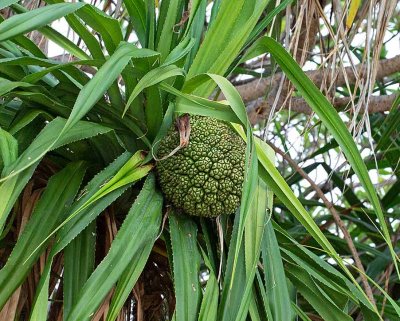 Fragrant Screwpine or Padang, (Pandanus odorifer)
