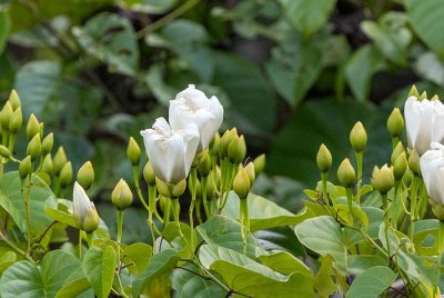 Not identified