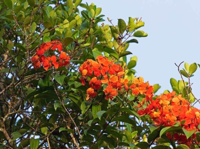 Not identified
