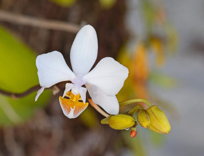 Orchid, type Phalaenopsis