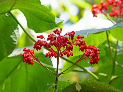 Pagoda Flower, (Clerodendrum paniculatum)