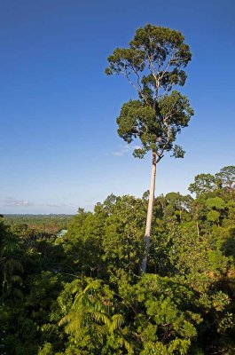 Tualang, (Koompassia excelsa)