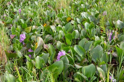 Water Hyacinth, Vattenhyacint, (Eichhornia crassipes)