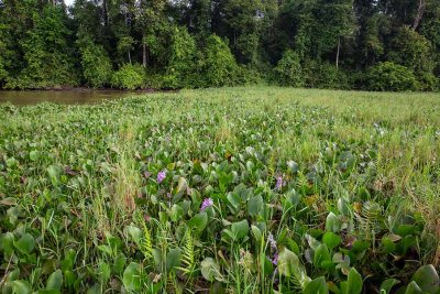 Water Hyacinth, Vattenhyacint, (Eichhornia crassipes)