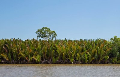 Nipa palm, (Nypa fruticans)