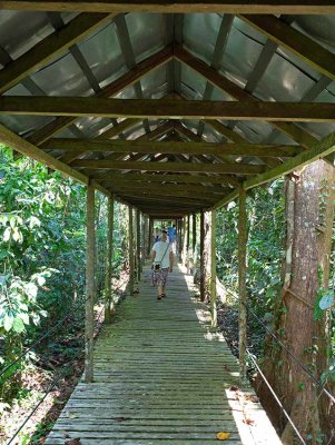 Boaardwalk in the rainforest