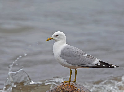Common Gull, adult, breeding