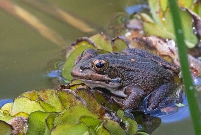 Perezs Frog, female