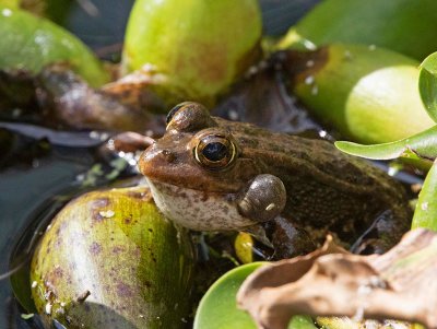 Perezs Frog, singing male