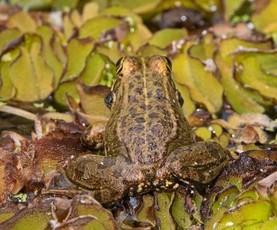 Perezs Frog, singing male
