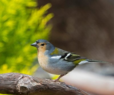 Common Chaffinch, male