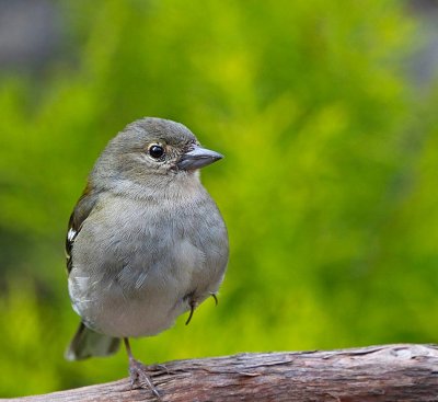 Common Chaffinch, female