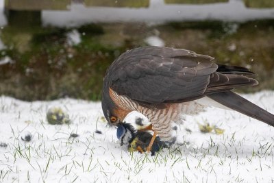 Eurasian Sparrowhawk, adult male with prey, (Blue tit)