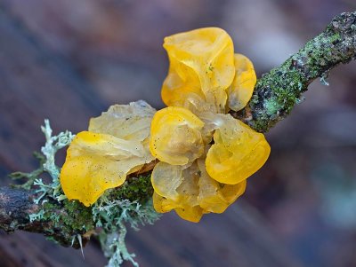 Gullkrös, (Tremella mesentarica)