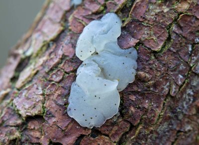 Kärnkrös, (Myxarium nucleatum s.lat.)