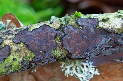 Gråskinn, (Peniophora quercina)