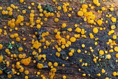 Vedplätt, (Dacrymyces stillatus)