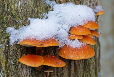 Vinterskivling, (Flammulina velutipes)
