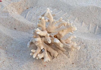 Coral on the beach