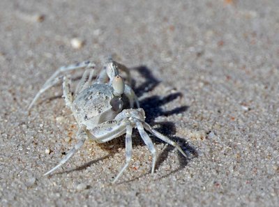 Unknown Crab on the beach