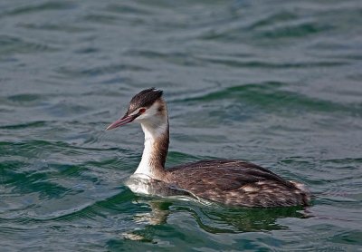 Great Crested Grebe, winter