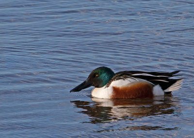 Northern Shoveler, male