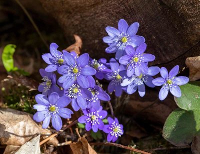 Blsippor, (Hepatica nobilis)