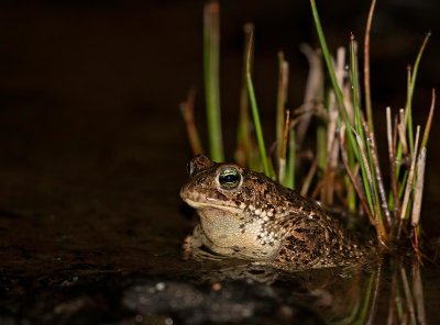 Natterjack Toad, Strandpadda