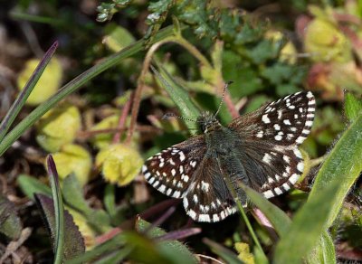 Smultronvisslare, (Pyrgus malvae)